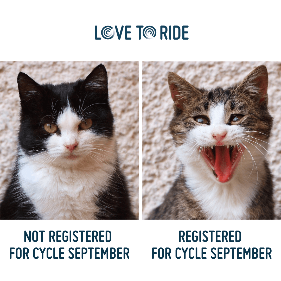 On the left, a cat with a slightly grumpy face. Underneath it says ‘not registered for Cycle September’. On the right, a cat with a wide open mouth which gives the impression of an excited smile. Underneath it says ‘registered for Cycle September’. On the left, a cat with a slightly grumpy face. Underneath it says ‘not registered for Cycle September’. On the right, a cat with a wide open mouth which gives the impression of an excited smile. Underneath it says ‘registered for Cycle September’.