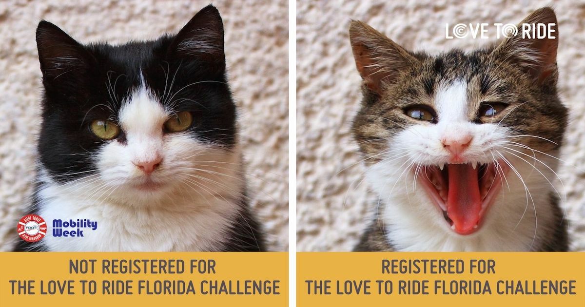 On the left, a cat with a slightly grumpy face. Underneath it says ‘not registered for The Love To Ride Florida Challenge’. On the right, a cat with a wide open mouth which gives the impression of an excited smile. Underneath it says ‘registered for The Love To Ride Florida Challenge’. On the left, a cat with a slightly grumpy face. Underneath it says ‘not registered for The Love To Ride Florida Challenge’. On the right, a cat with a wide open mouth which gives the impression of an excited smile. Underneath it says ‘registered for The Love To Ride Florida Challenge’.