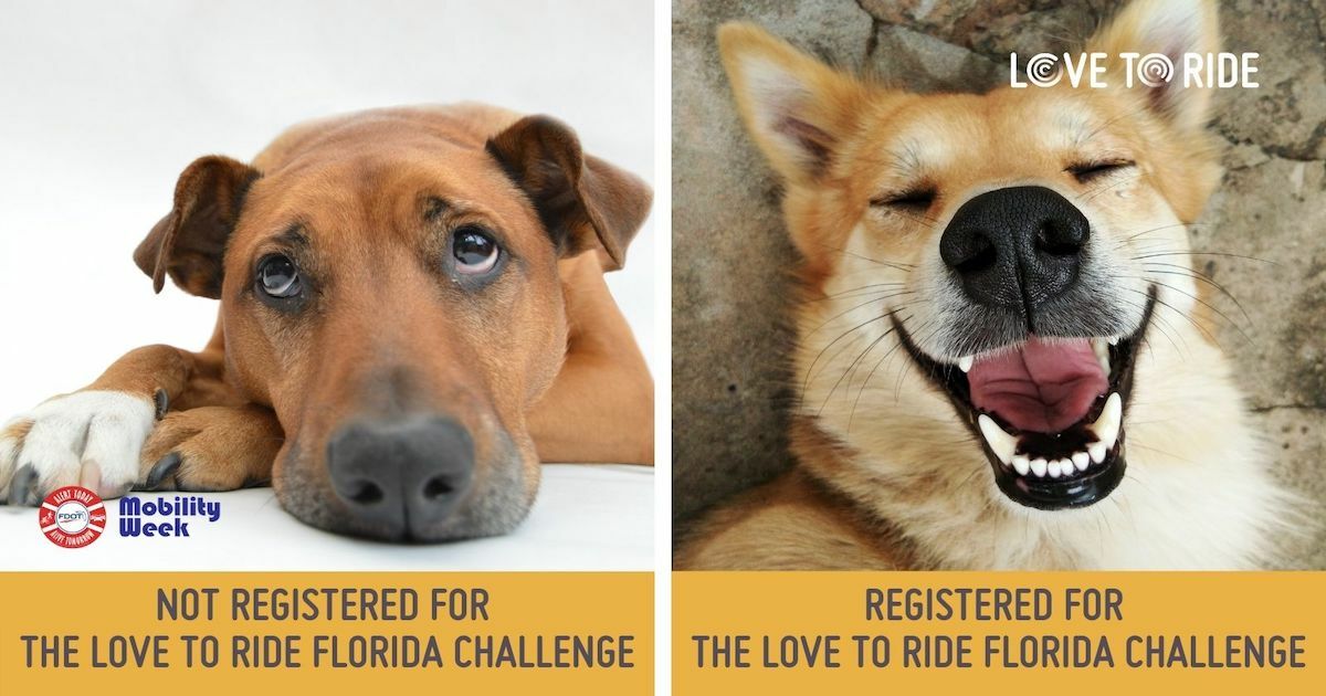 On the left, a dog lying down looking sad and bored. Underneath it says ‘not registered for The Love To Ride Florida Challenge’. On the right, a dog with a wide open mouth which gives the impression of a big smile. Underneath it says ‘registered for The Love To Ride Florida Challenge’. On the left, a dog lying down looking sad and bored. Underneath it says ‘not registered for The Love To Ride Florida Challenge’. On the right, a dog with a wide open mouth which gives the impression of a big smile. Underneath it says ‘registered for The Love To Ride Florida Challenge’.