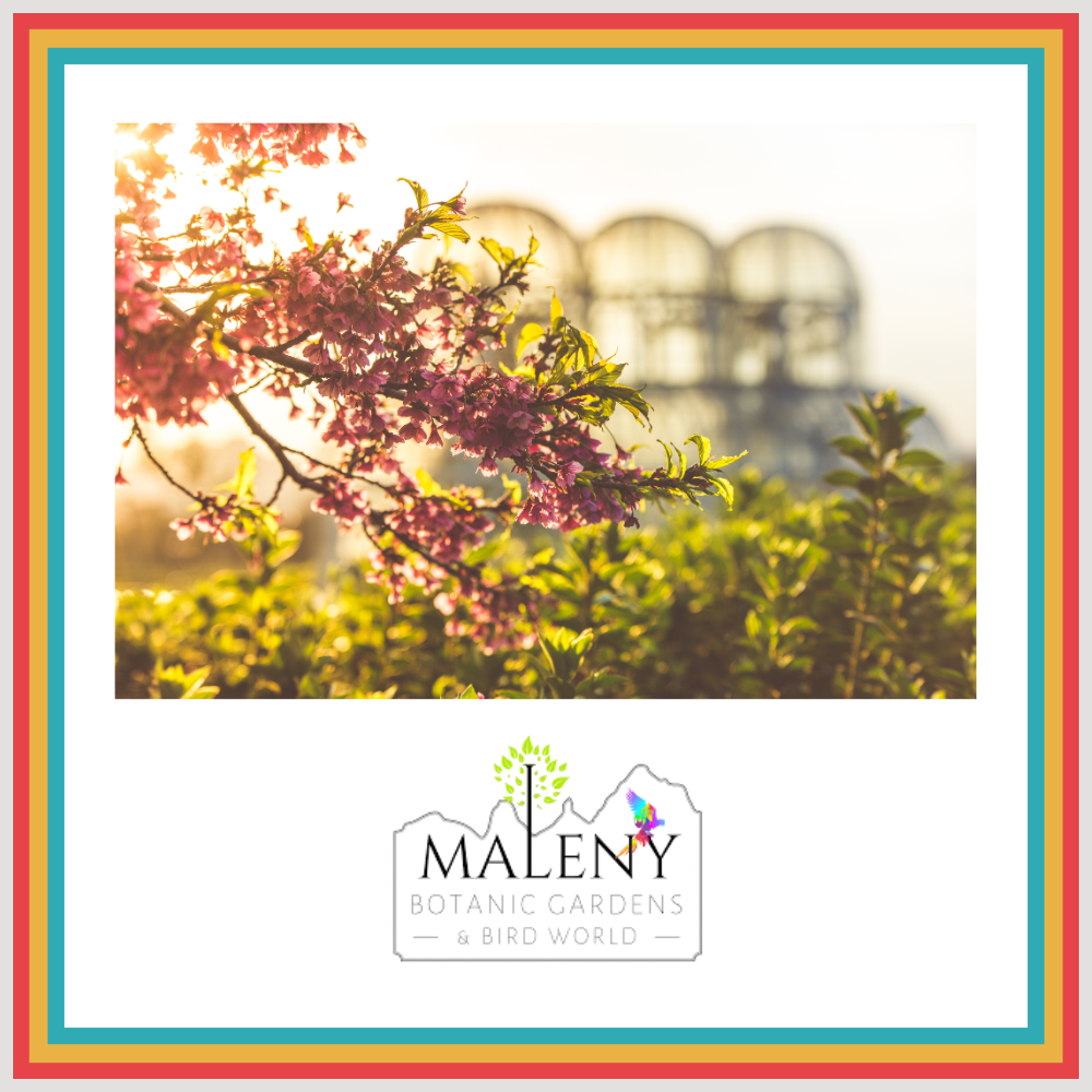 Maleny Botanic Gardens & Bird World     