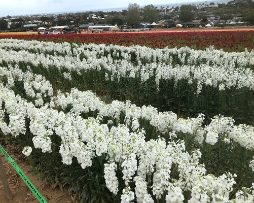 Image for story Flower Fields of Carlsbad