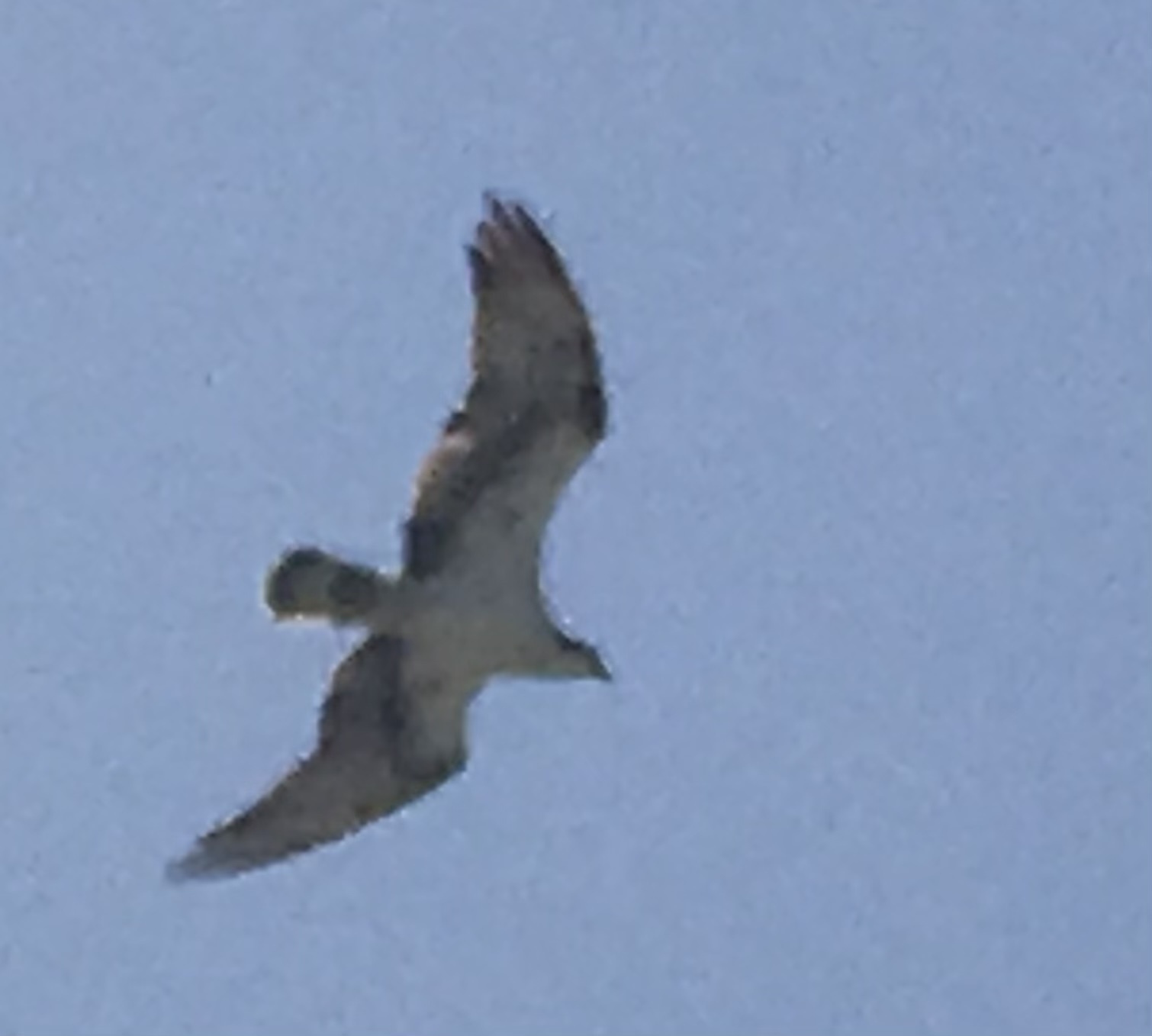Image for story Osprey galore!