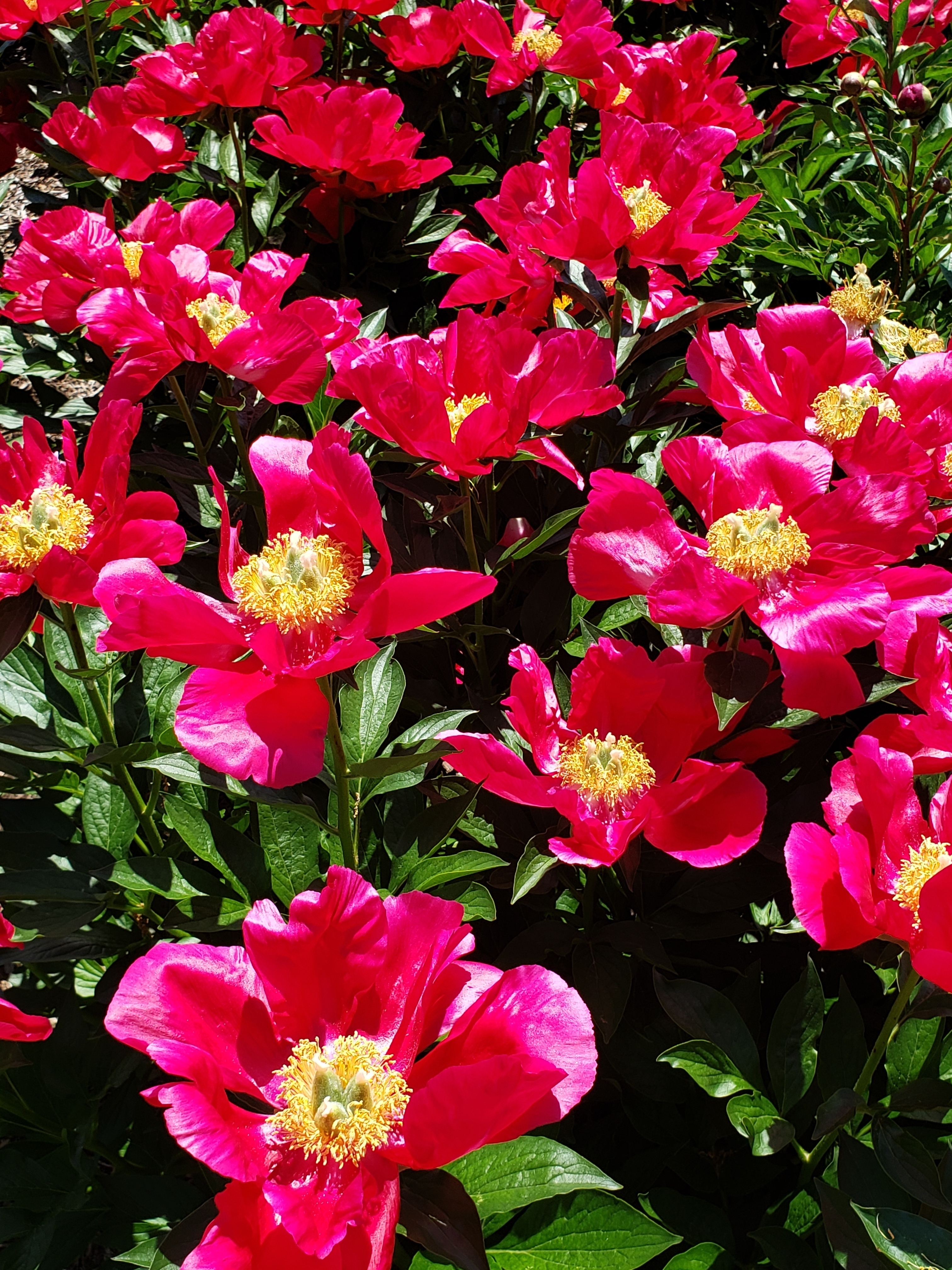 Image for story Picnicking with Peonies