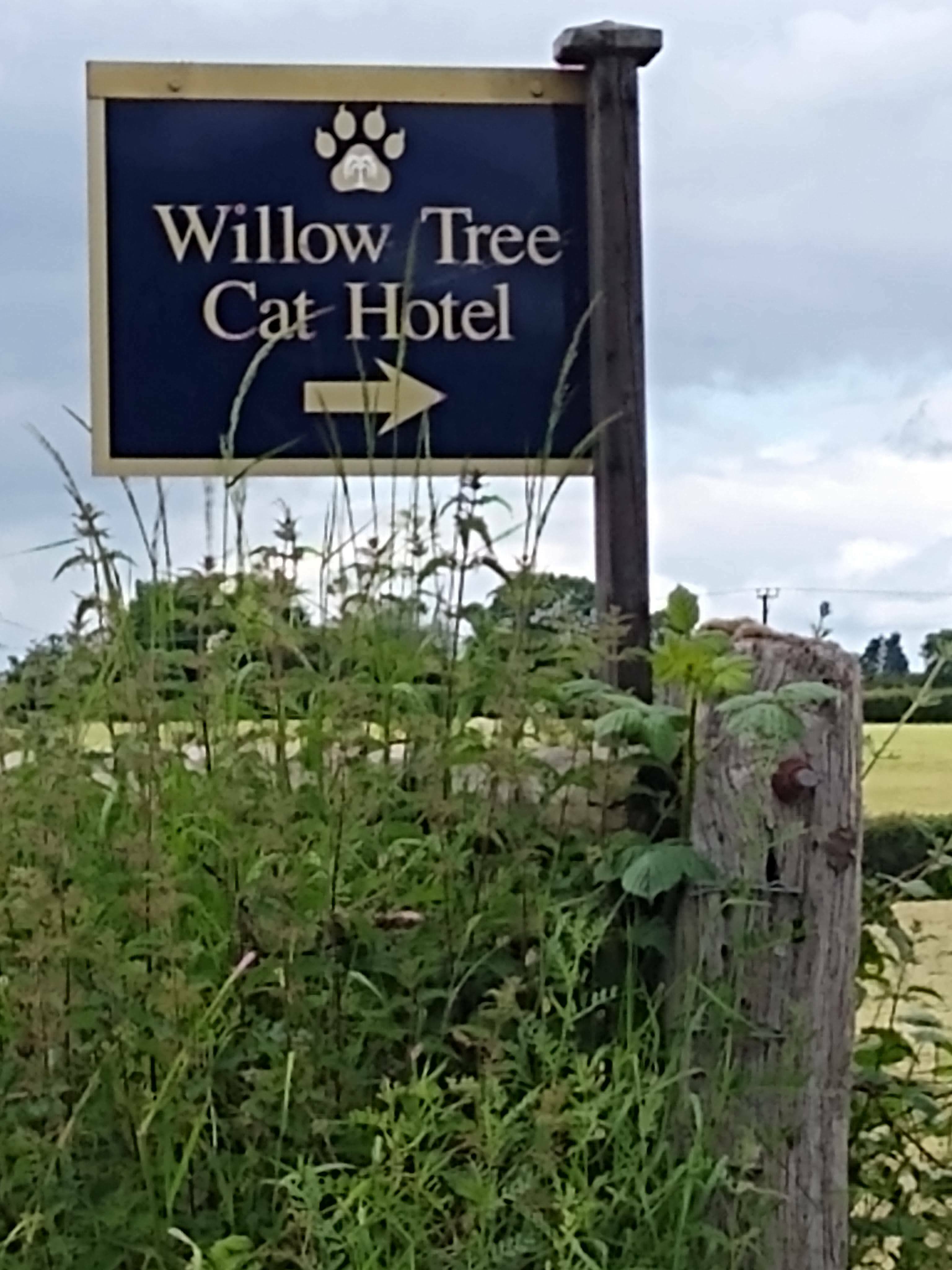 Image for story My cat will be in heaven!