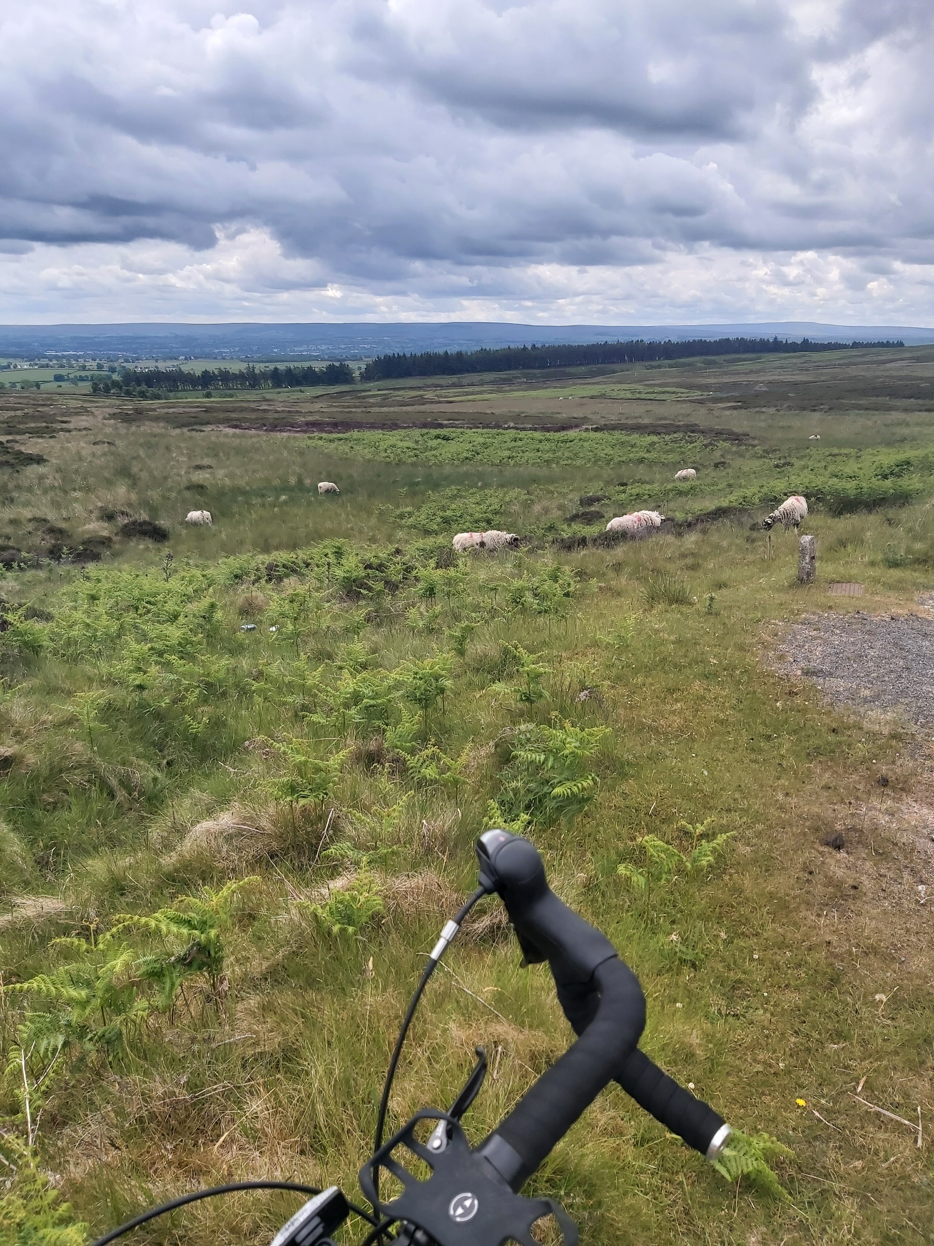 Image for story Woodland Moor