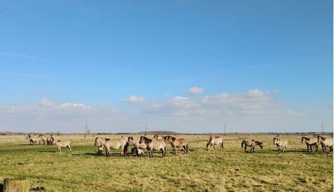 Image for story The Konik Pony that Chewed on my Handlebar tape