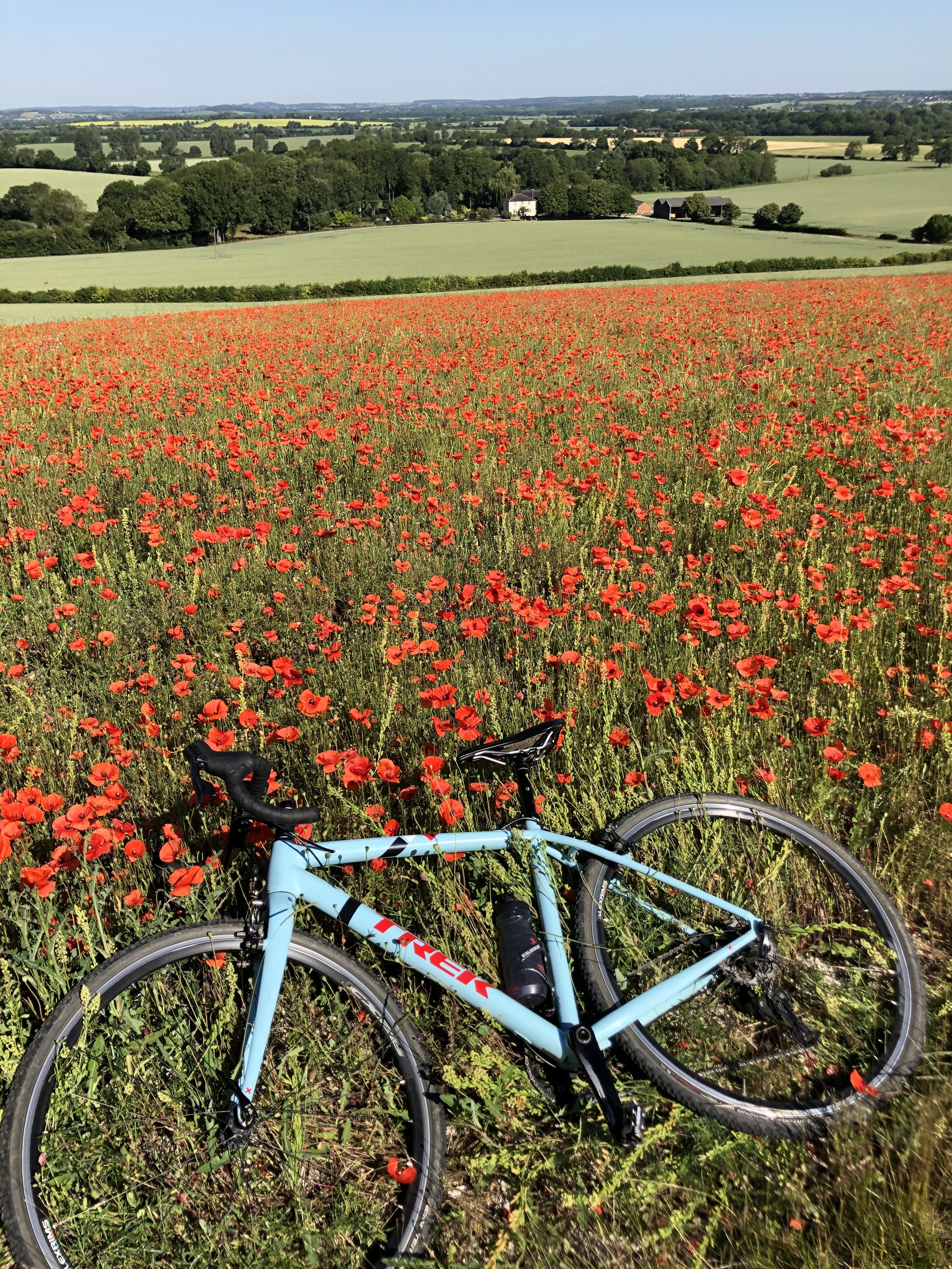 I found the poppy field!