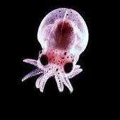 User avatar for Dominik Spitzer