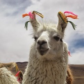 User avatar for Andrew Keinard