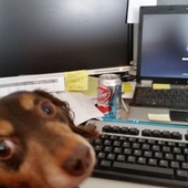 User avatar for Diane Dzikowski