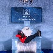 User avatar for Federica Fornasaro