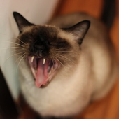 User avatar for Luisa Tomarelli