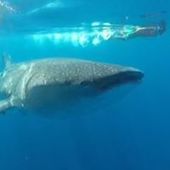 User avatar for Dario Damiani