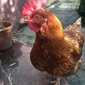 User avatar for Tom Picaro