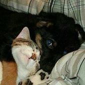 User avatar for Lucia D'auria