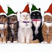 User avatar for Laura Filippini