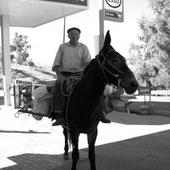 User avatar for Nicandro Crolla