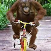 User avatar for NZ Dave