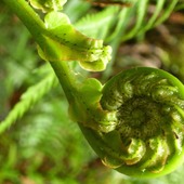 User avatar for Ailsa Wilson