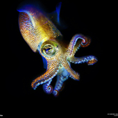 User avatar for Alex Leonard