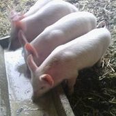 User avatar for Bart Luijten