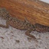 User avatar for Martin Geliot