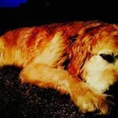 User avatar for Mark Sirett