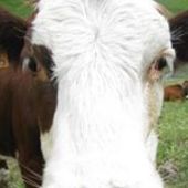 User avatar for William Dove