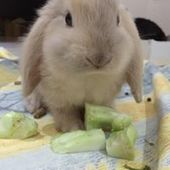 User avatar for Rob Wilde