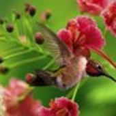 User avatar for Joshua Mcmillan