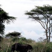 User avatar for Asaba Mukobi