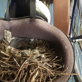 User avatar for Bunnie Pollock