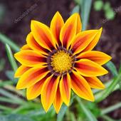 User avatar for Joanna Volkoff