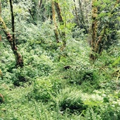 User avatar for Dan Labonte