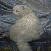 User avatar for Jared Olivas