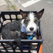 User avatar for Patricia Iorg