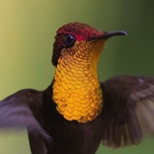 User avatar for Laurie Goolsby