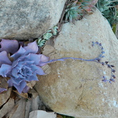 User avatar for Nora Mc Laughlin