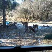 User avatar for Allen Nellis