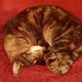 User avatar for Michael Meritt