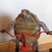 User avatar for Mladen Blagojević