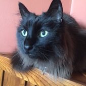 User avatar for Theodore Ressler