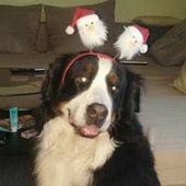 User avatar for Davorka Zadro