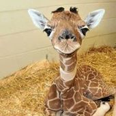 User avatar for Emilija Seidl