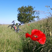 User avatar for Drazen Jurkin