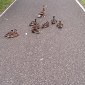 User avatar for Calia Thompson