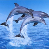 User avatar for Rica de Sa