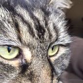 User avatar for Nigel Hertz