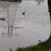 User avatar for Andrew Bradford