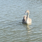 User avatar for Andrew Hetherington